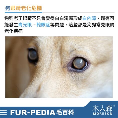 狗眼睛白|狗狗白內障怎麼辦？狗狗白內障原因、症狀、治療與保養方法一次看